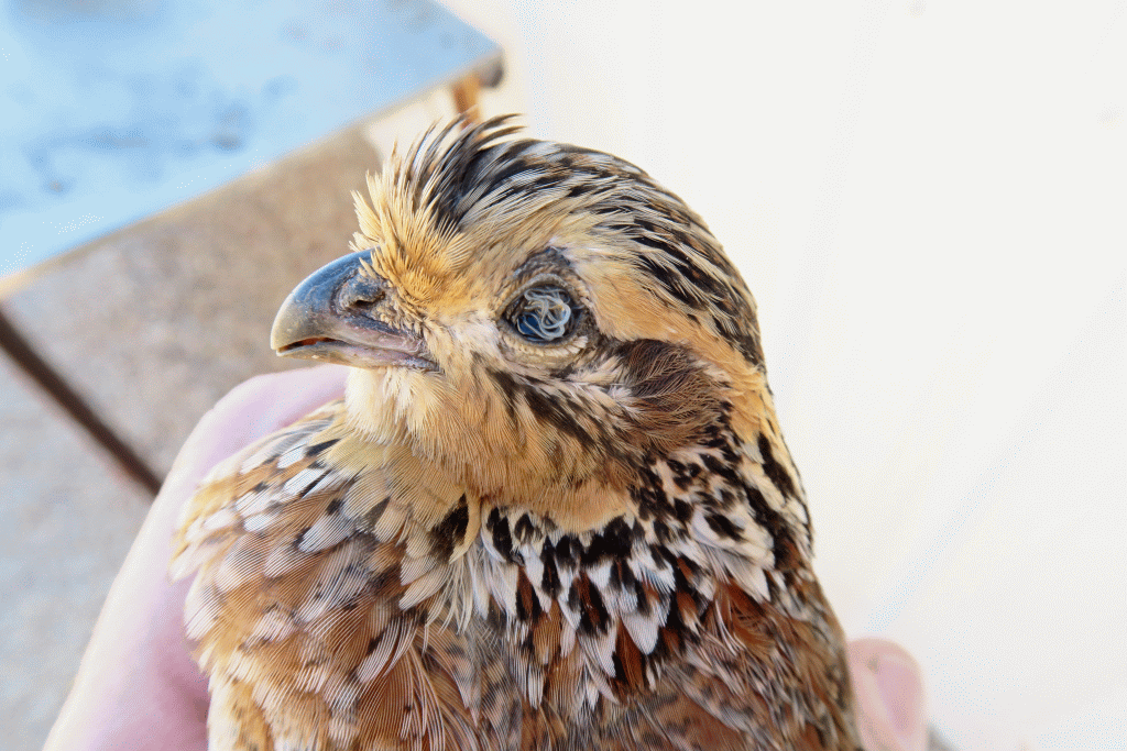 Submission of Quail Samples for Parasitic Worm Analysis
