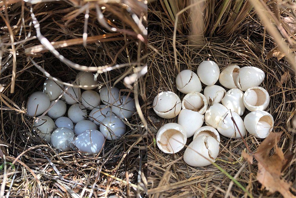 Episode 4: When, Where, and Why Quail Build Nests