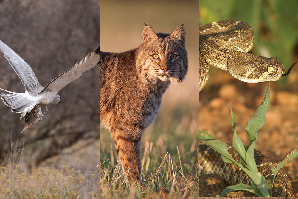 Episode 5: Who are the major predators of quail?