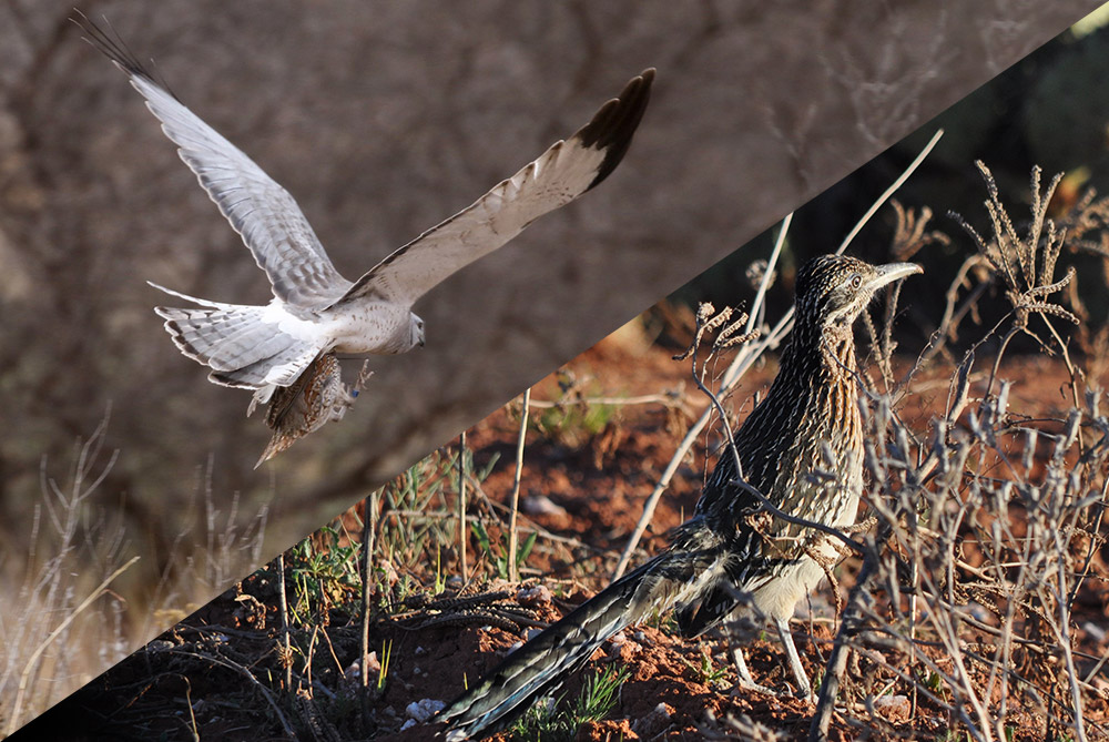 Episode 6: Hawks and Roadrunners and Quail, Oh My!