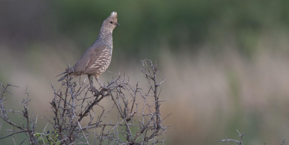 Episode 8: – Blue Quail in Texas