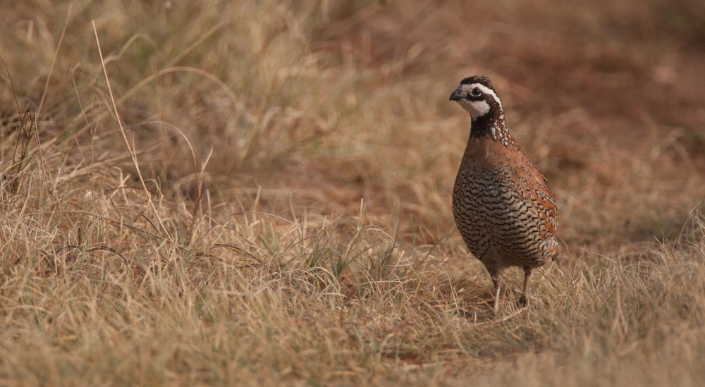 Erath County Quail Restoration Project Progress Report